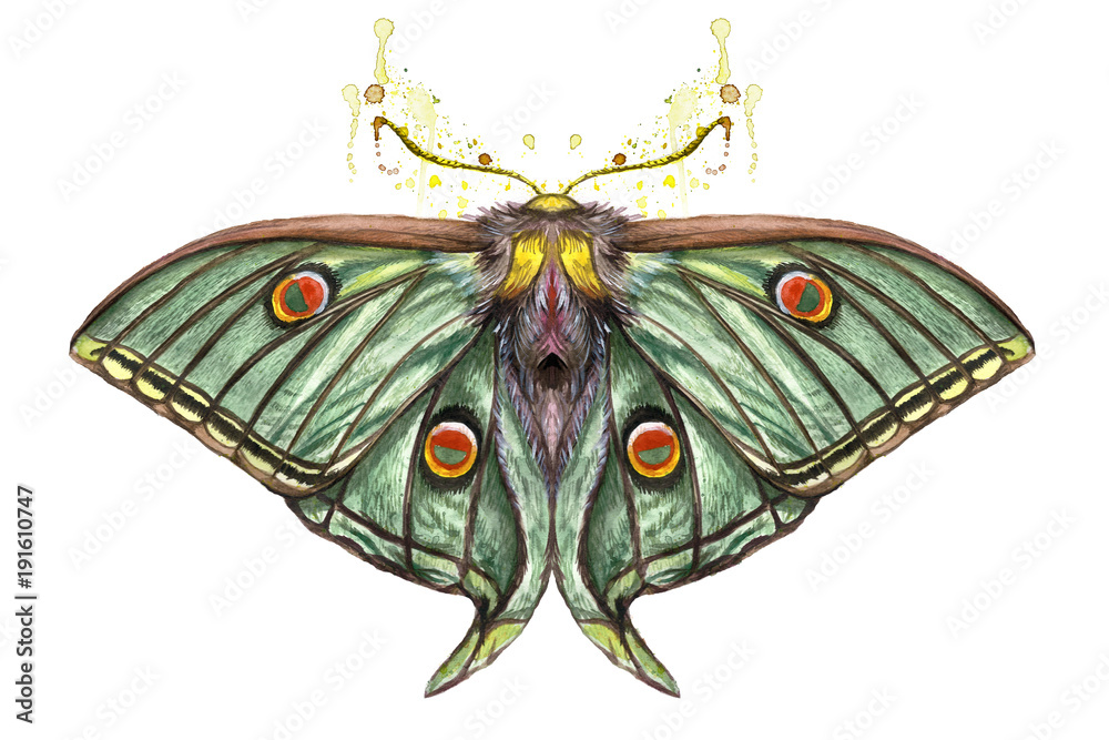 Watercolor drawing of an insect of a night butterfly Peacock eye