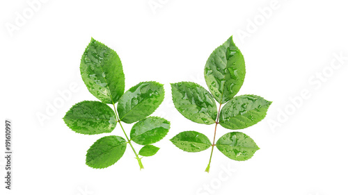 Green rose leaves and droplet on a white background.
