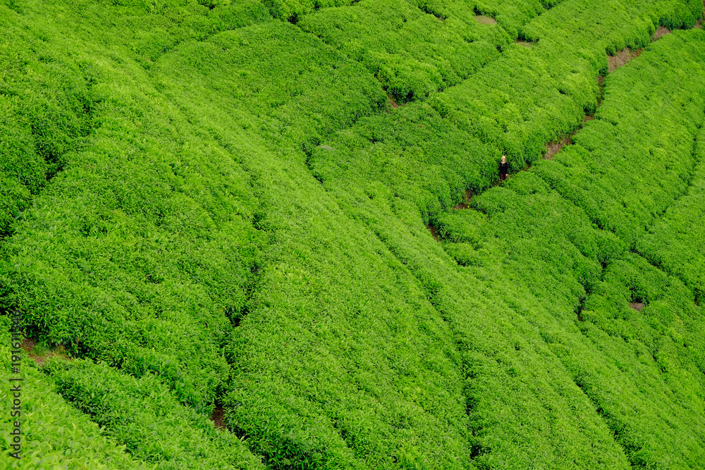 Woman/tourist walking through tea plantation field in Rwanda, Africa