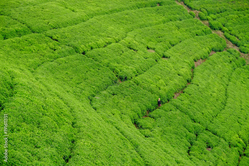 Woman/tourist walking through tea plantation field in Rwanda, Africa