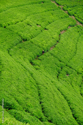 Woman/tourist walking through tea plantation field in Rwanda, Africa © Marian