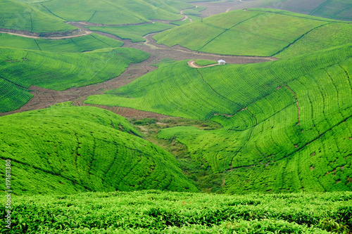 Woman/tourist walking through tea plantation field in Rwanda, Africa