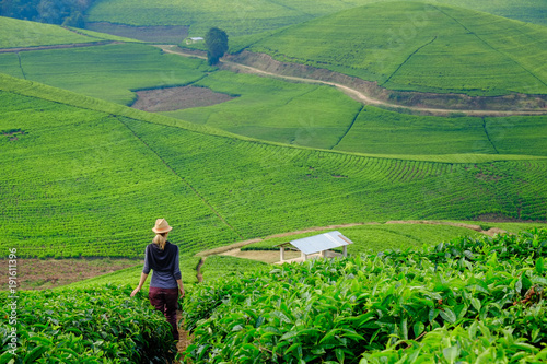 Woman/tourist walking through tea plantation field in Rwanda, Africa photo