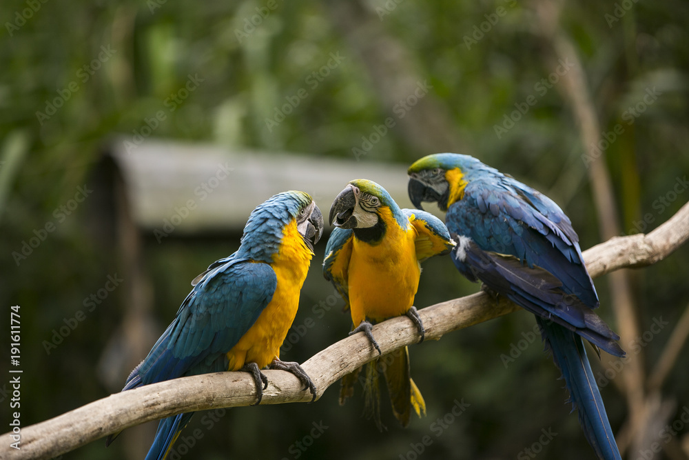 Blue and yellow macaw in Yungas, Bolivia