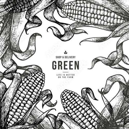 Corn on the cob vintage design template. Botanical corn. Vector illustration