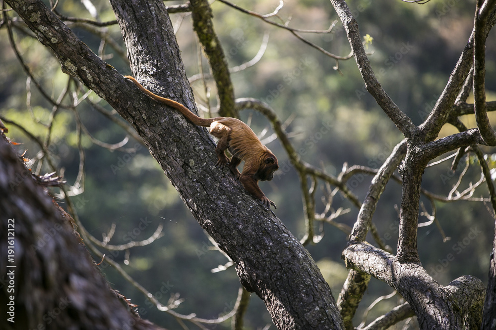 Bolivian red howling monkey in Yungas, Bolivia