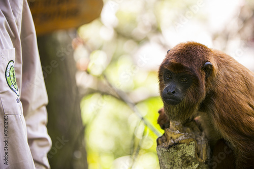 Bolivian red howling monkey in Yungas, Bolivia photo