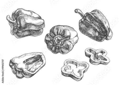 Vector set of full and slices of pepper. Vintage hand drawn illustration of different views of paprika
