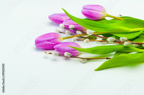 Violet tullips on white backgrund. Spring holidays, women day, valentines day.