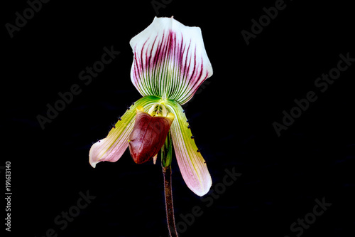 Paphiopedilum, (Lady'slipper), beautiful natural  orchid isolated on black background. photo