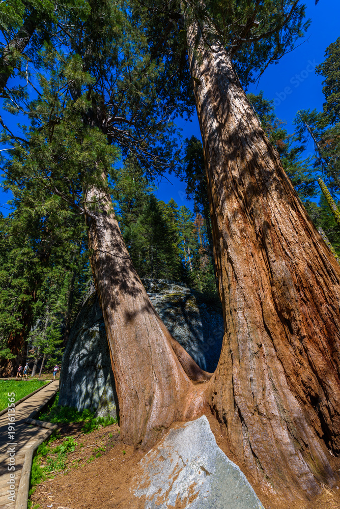Beautiful scenery on the Big Trees Trail in Sequoia National Park where are the biggest trees of the world, California. USA.