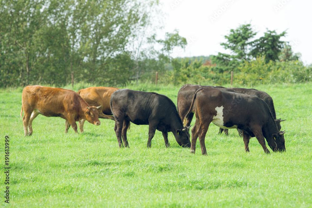 Herd of cows. Cows on the field Herd of cows. Cows on the field