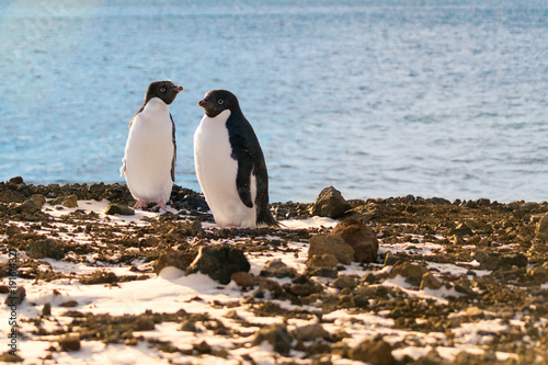 A pair of adelie penguins  Ross Island  Antarctica