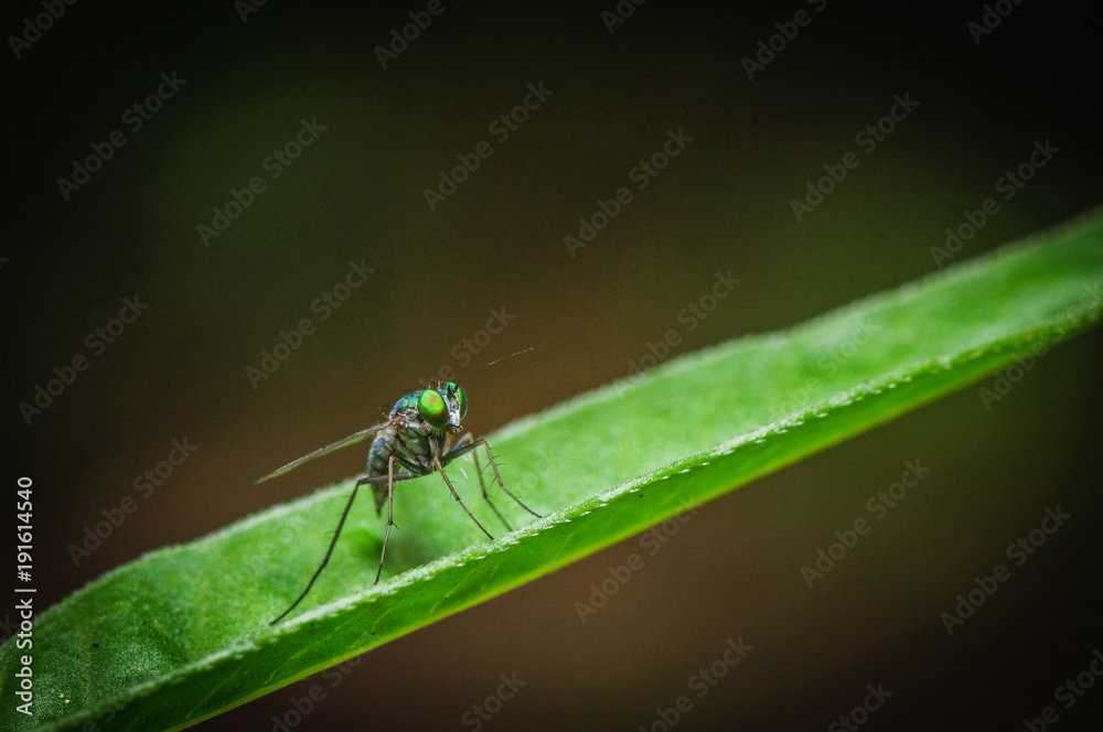 Small insect on leaf Small insect on leaf