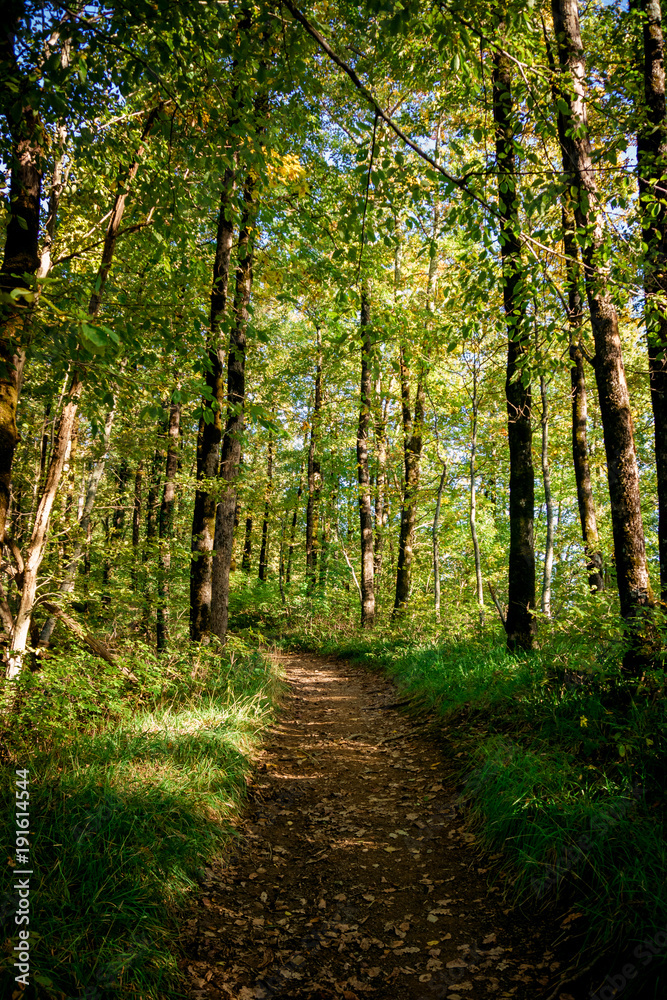 beautiful green forest. Forest trail landscape