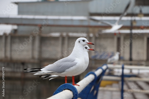 seagull