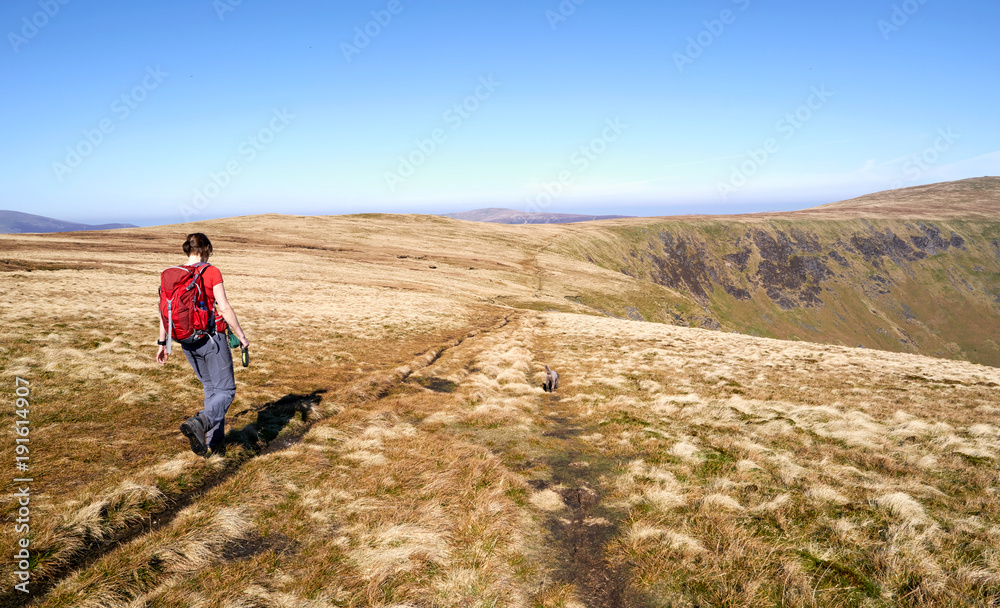 A female hiker walking towards Bowscale Fell in the English Lake District, UK.