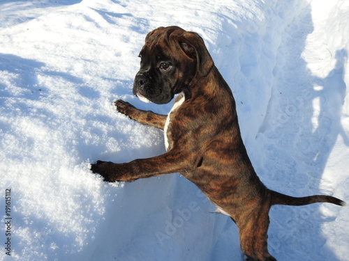 boxer puppy