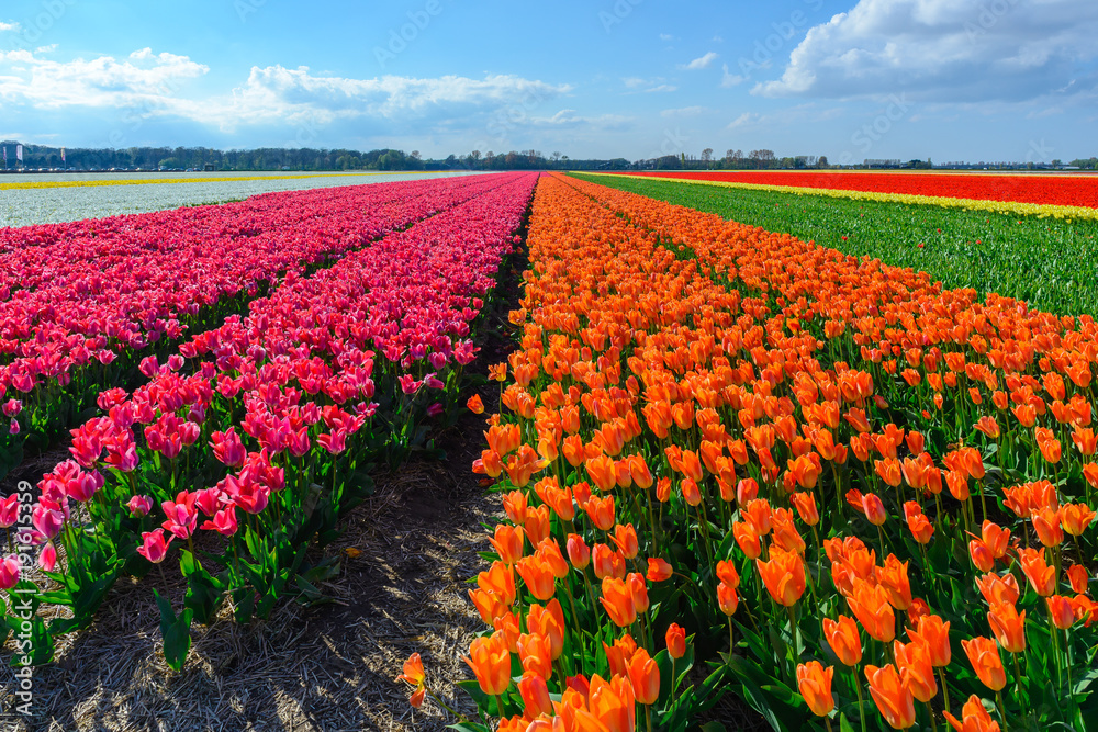 Spring blooming tulip field, The Netherlands