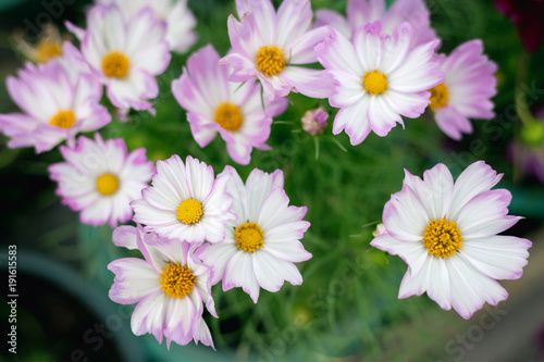 Close up Natural flowers background. Amazing view of colorful flowering in the garden and green grass landscape Overhead view with copy space and template floral background.