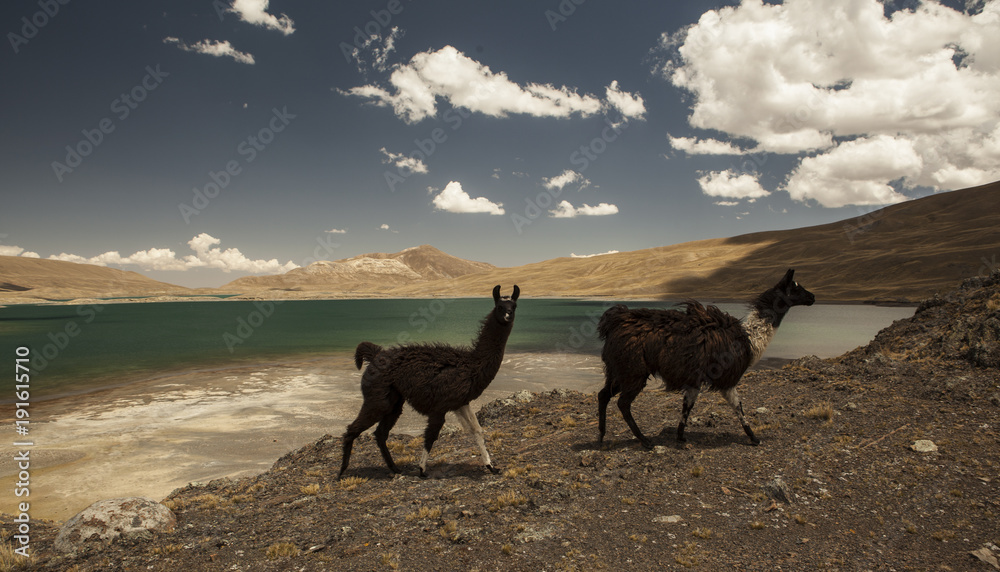 Fototapeta premium Two lamas crossing in front of a turquoise lake
