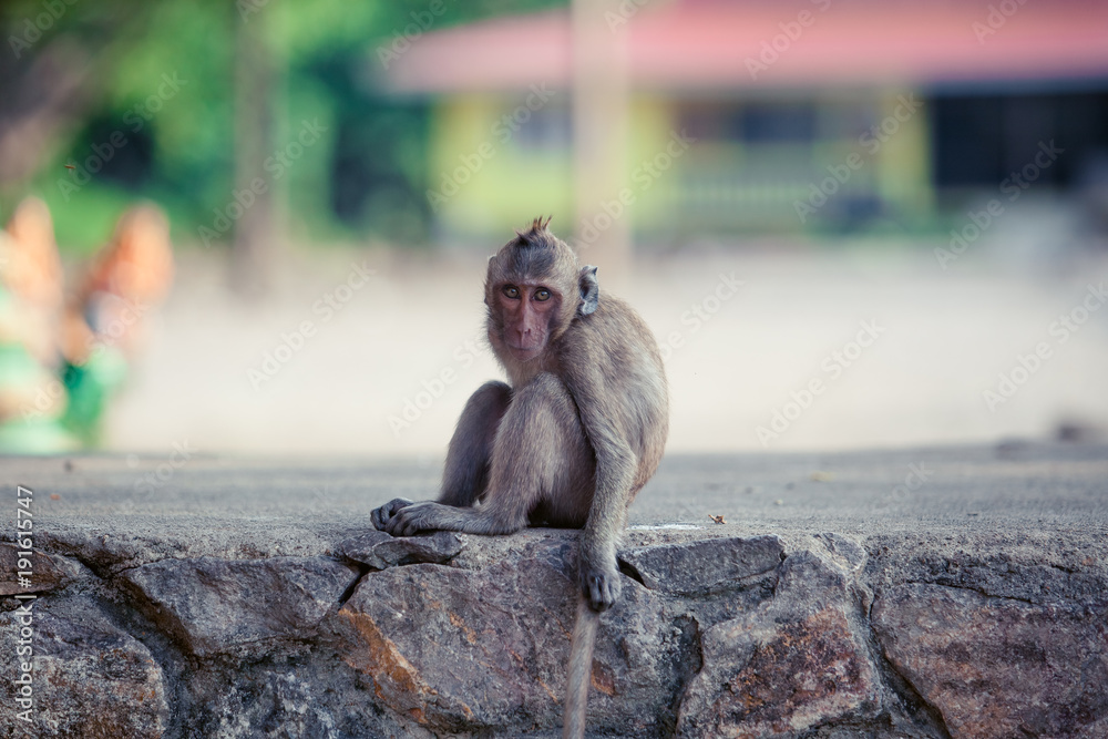 Obraz premium Portrait of brown macaque monkey sitting on road
