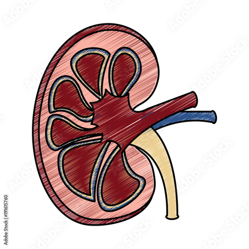 kidney section artery and vein anatomy human vector illustration drawing design