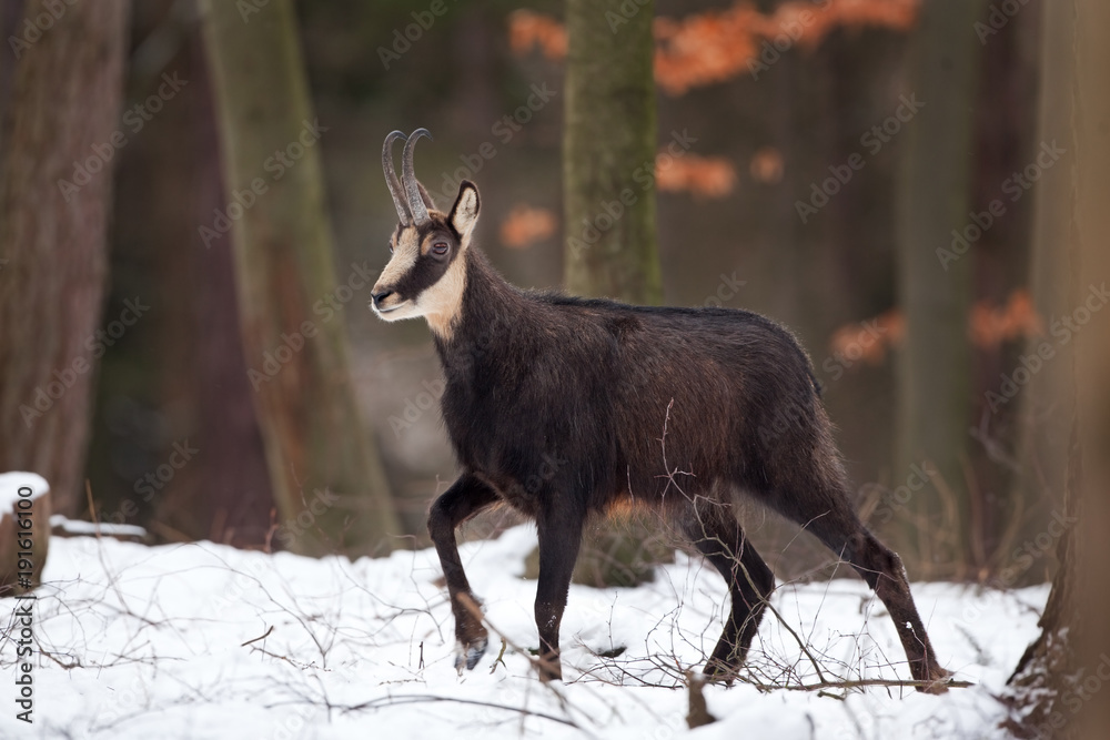 chamois, rupicapra rupicapra, Czech republic chamois, rupicapra rupicapra, Czech republic