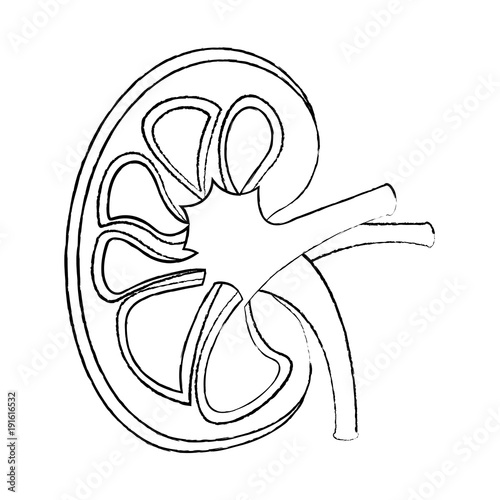 kidney section artery and vein anatomy human vector illustration sketch design