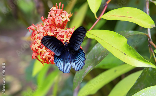 Бабочка голубая морфо Common morpho butterfly photo