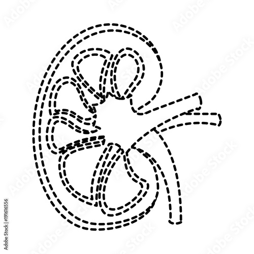 kidney section artery and vein anatomy human vector illustration sticker design