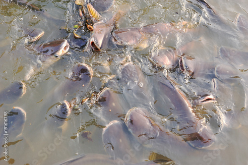 Walking catfish or clarias batrachus fish eating food in the asia river. photo