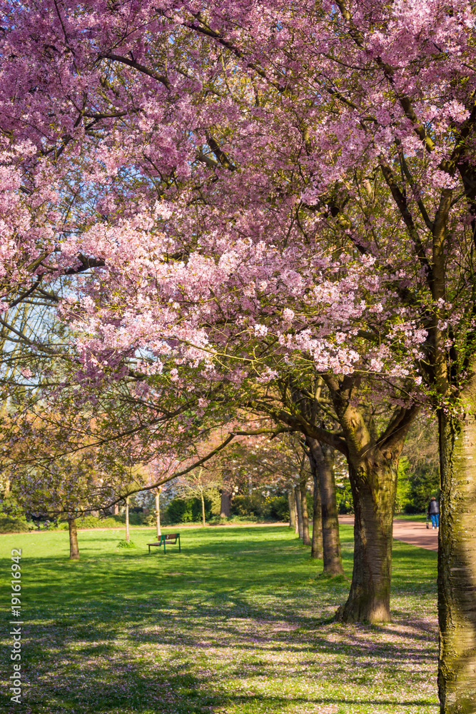 Beautiful park garden in spring. spring landscape