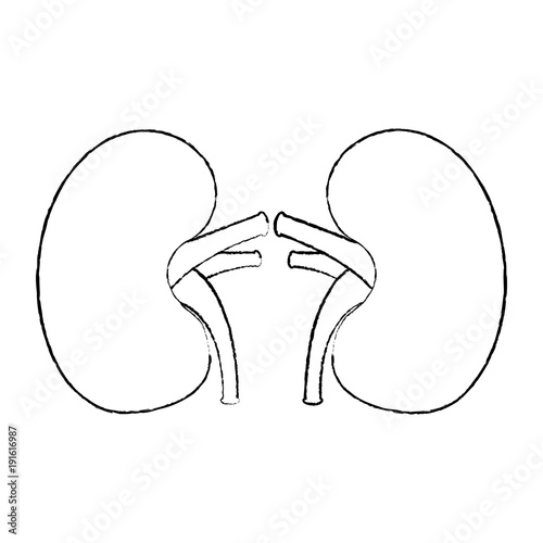 kidney medical healthy internal human organs vector illustration sketch design