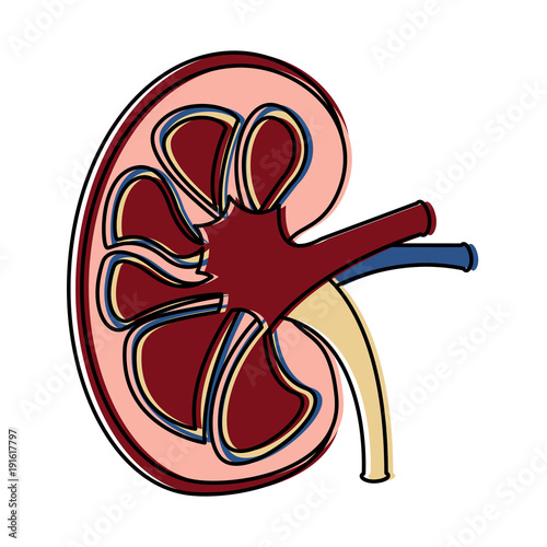 kidney section artery and vein anatomy human vector illustration 