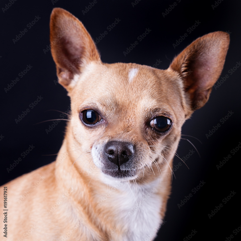 Perro chihuahua 