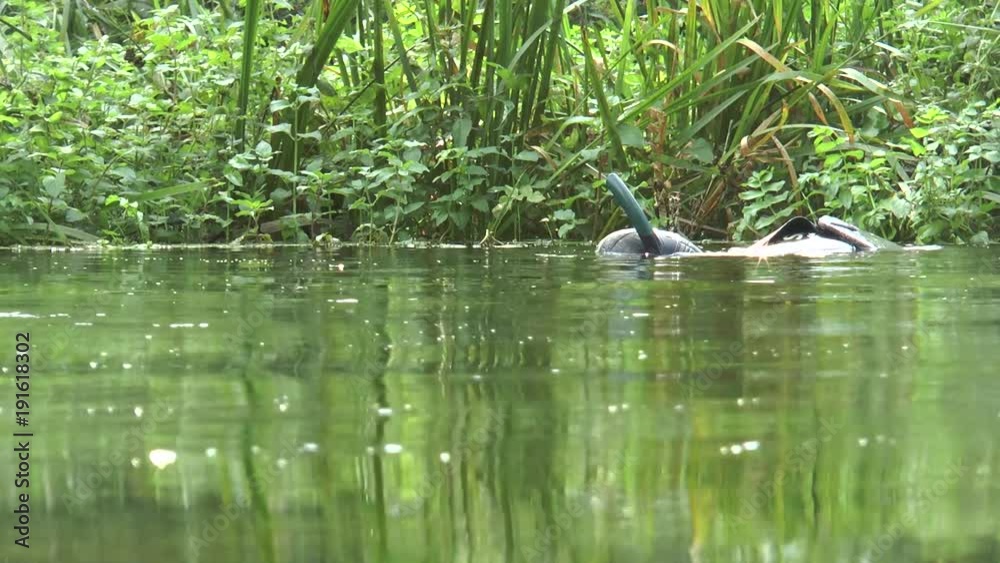 Underwater hunter swims along a small river and dives Underwater hunter swims along a small river and dives