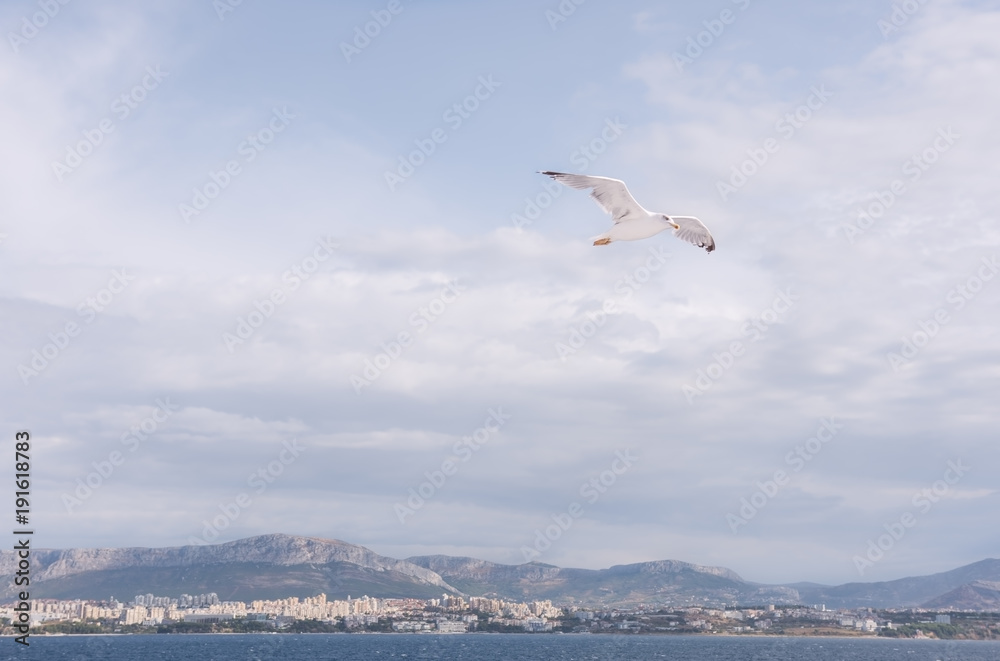 Summer landscape with seagull flight over the Adriatic Sea
