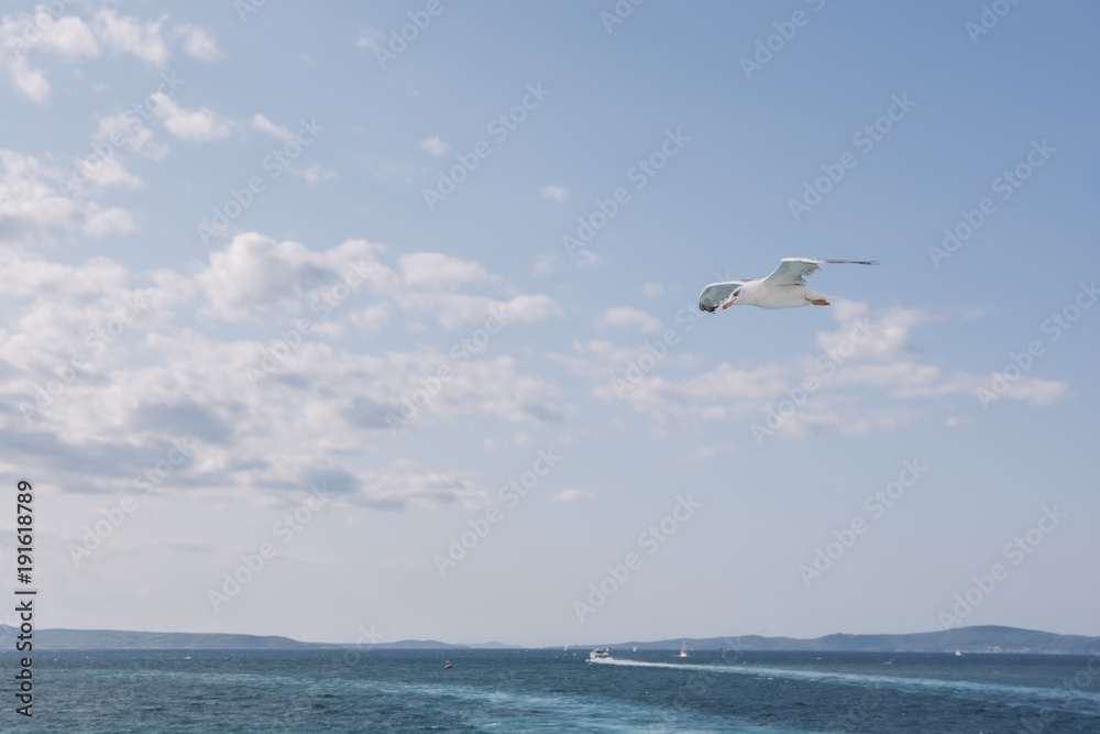 Summer view with marine landscape and seagull in the blue sky