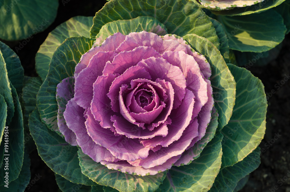 purple cabbage flower purple cabbage flower