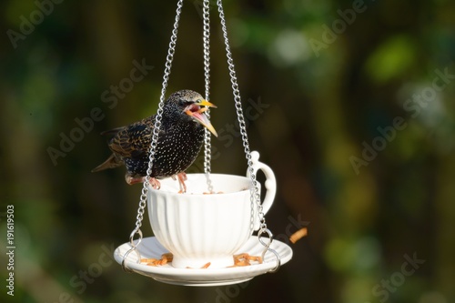 Starling, sturnus vulgaris, taking an afternoon tea of mealworms from a china teacup