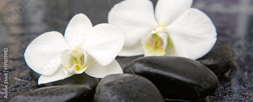 Two orchid flowers and stones. Spa background.
