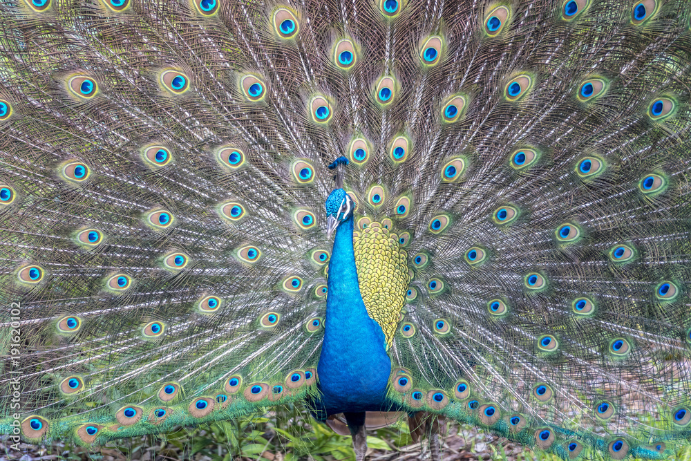 Obraz premium Peafowl or peacock bird