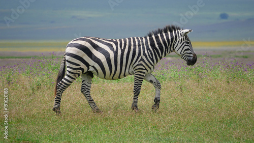 Zebra posing in the fields at Serengeti National Park Tanzania