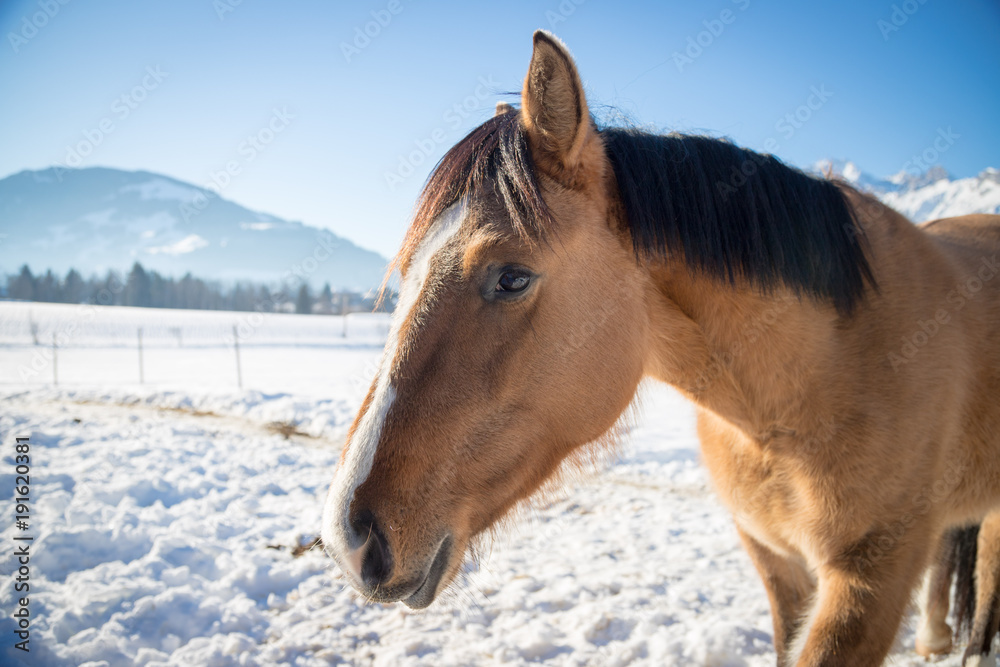 Ruhiges Pferd auf Feld, Winter, Portrait Ruhiges Pferd auf Feld, Winter, Portrait