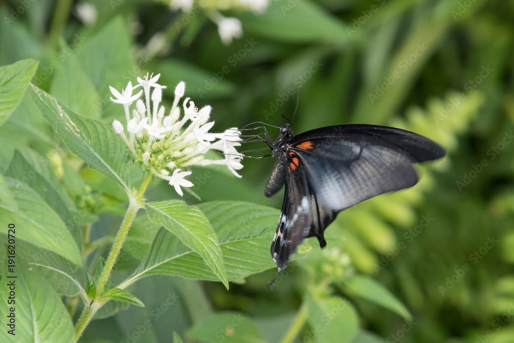 Obraz premium Schmetterling
