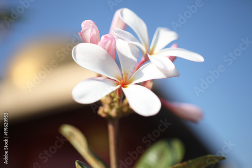 Beautiful tropical flowers © selezenj