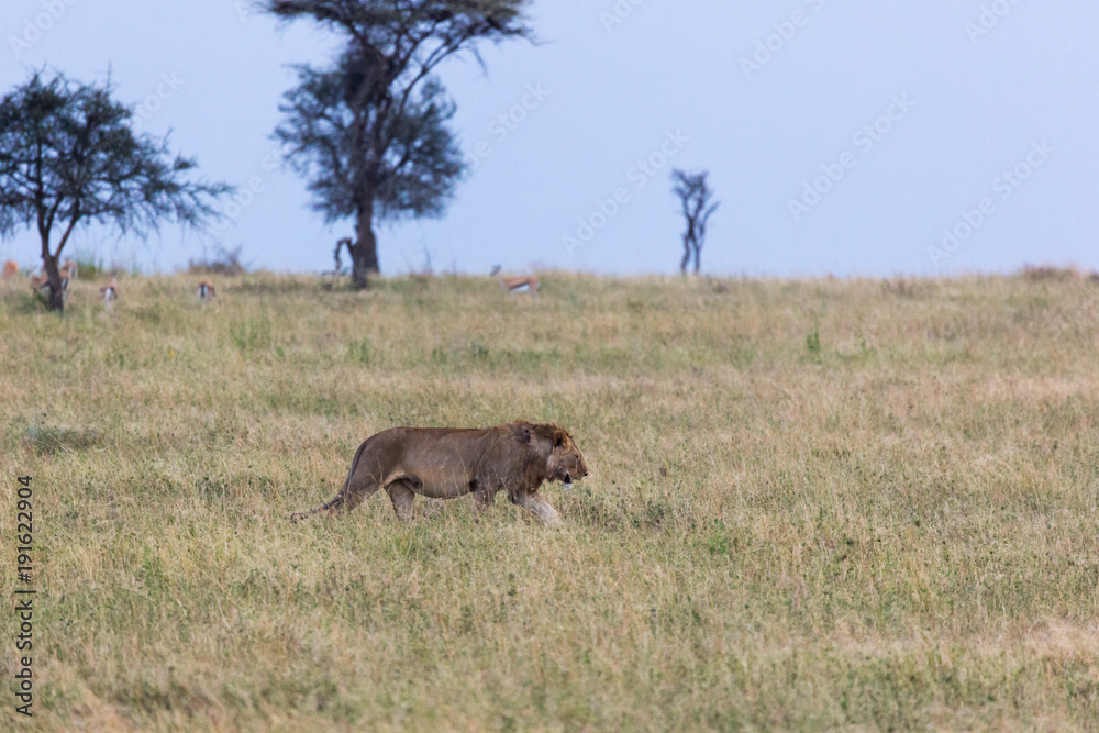 Löwe (Panthera leo) Löwe (Panthera leo)