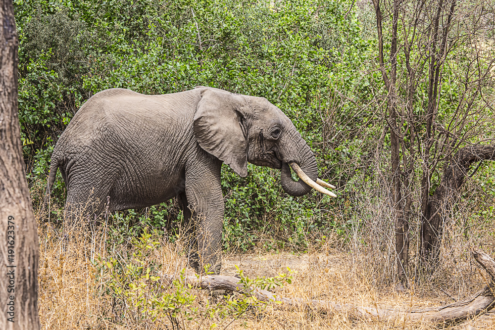Elephant standing Tanzania 7623