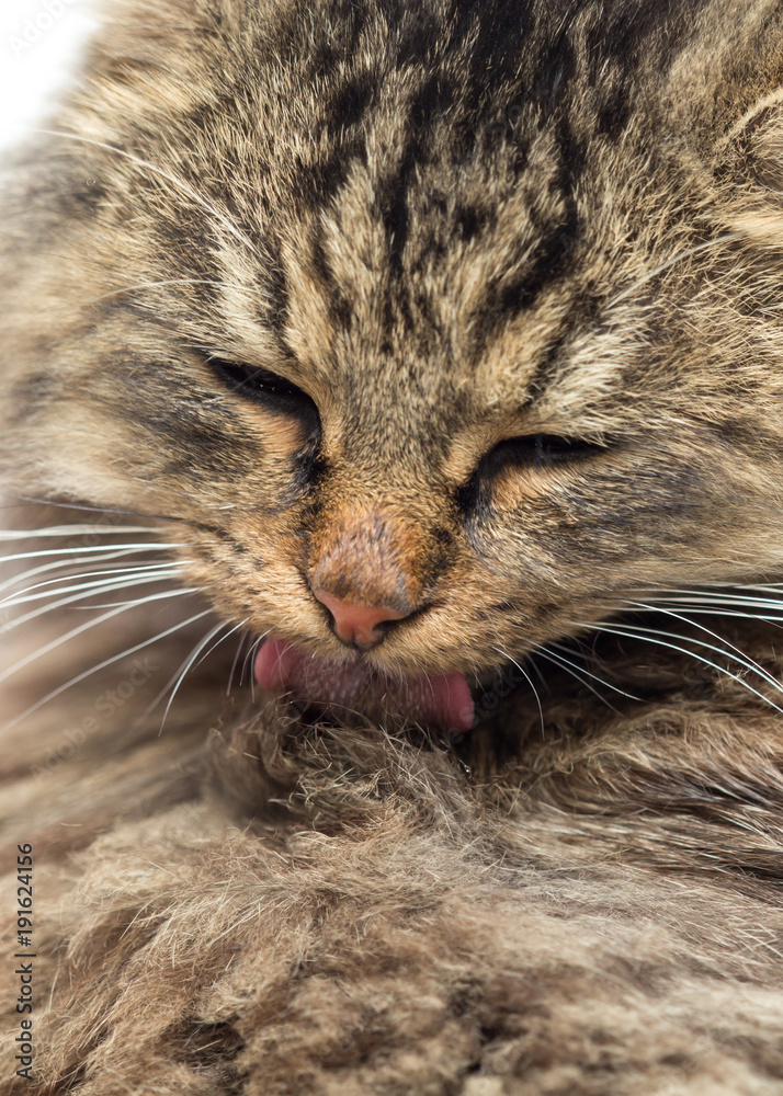 The furry Maine Coon cat washes his tongue The furry Maine Coon cat washes his tongue